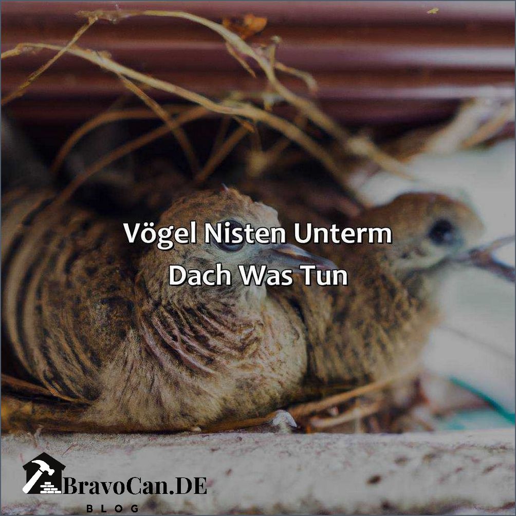 Vögel unterm Dach vertreiben - Tipps und Tricks
