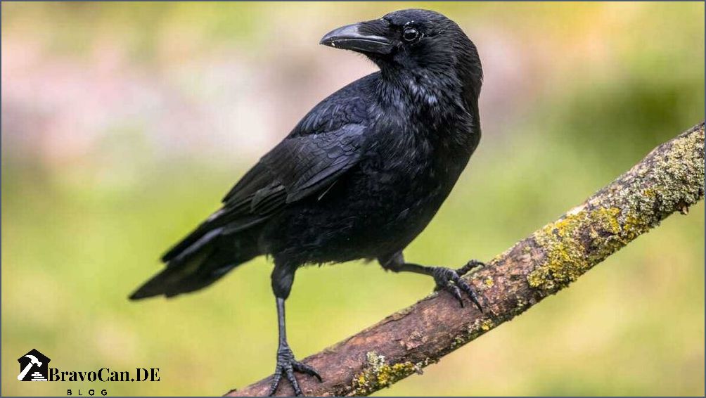 Vögel vertreiben vom Balkon - Tipps und Tricks