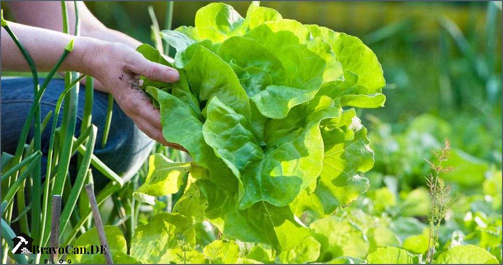 Wächst Kopfsalat nach - Tipps und Tricks Wächst Kopfsalat nach - Tipps und Tricks