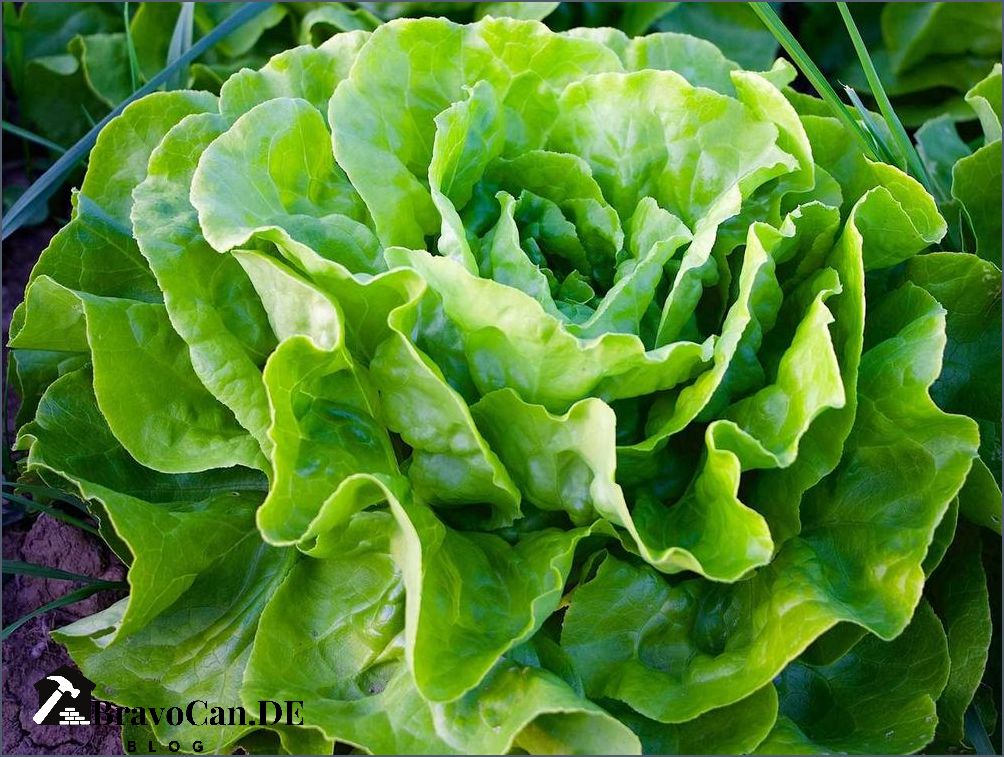 Wächst Kopfsalat nach - Tipps und Tricks Wächst Kopfsalat nach - Tipps und Tricks