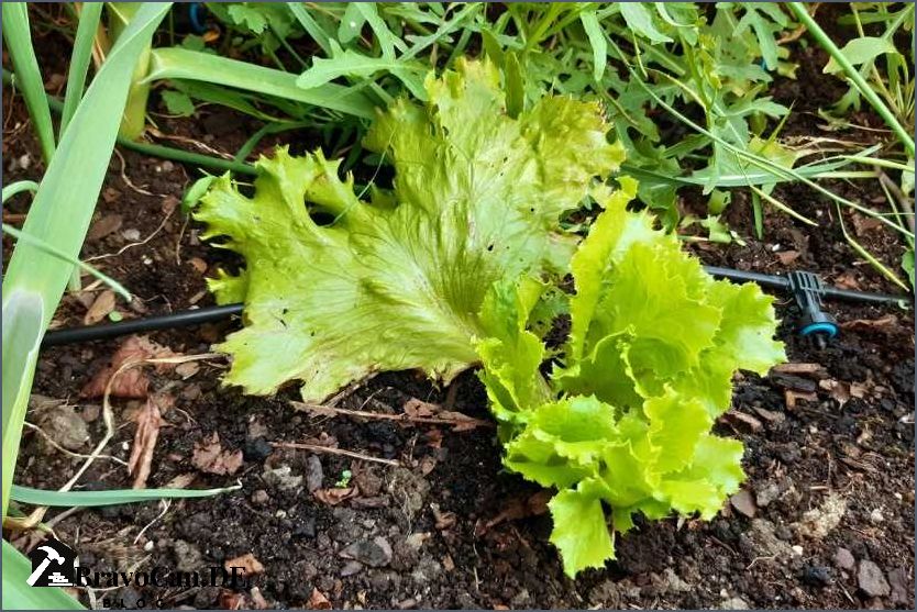 Wächst Kopfsalat nach - Tipps und Tricks Wächst Kopfsalat nach - Tipps und Tricks