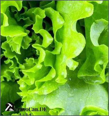 Wächst Salat nach Erfahren Sie hier alles über den Anbau von Salat Wächst Salat nach Erfahren Sie hier alles über den Anbau von Salat