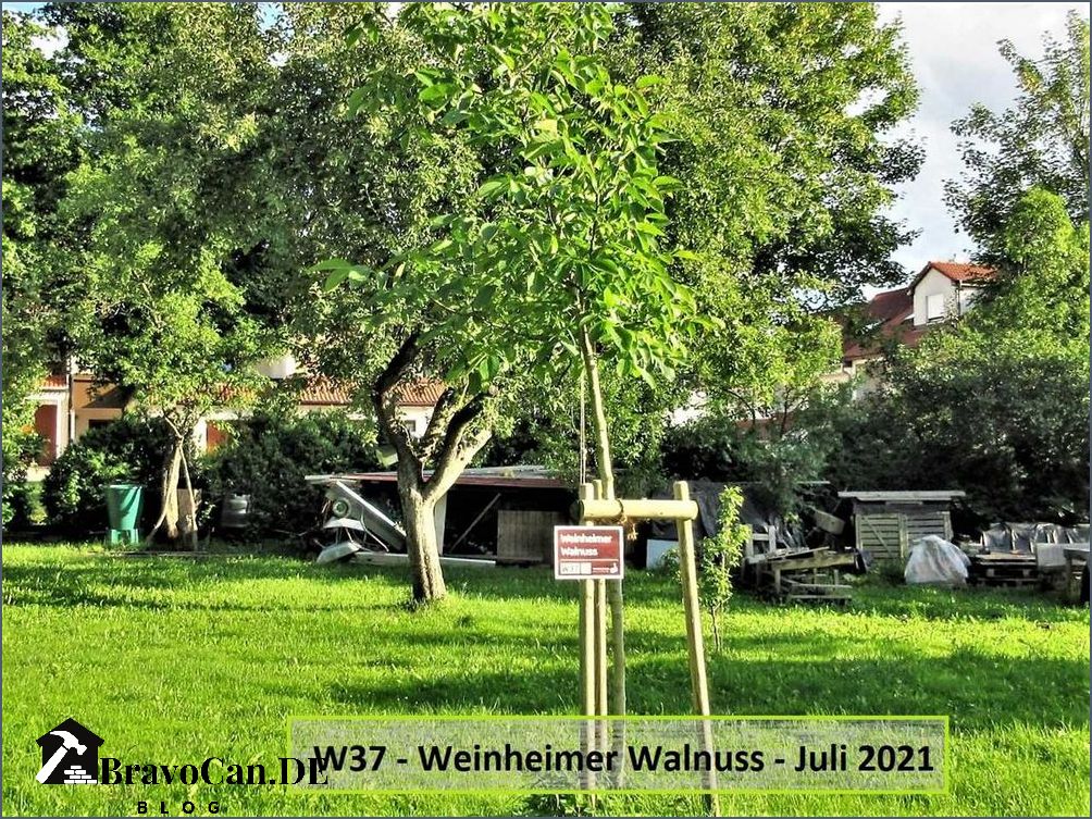 Walnussbaum 10 Jahre Pflege Wachstum und Ernte