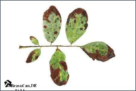 Walnussbaum Krankheit Bilder Symptome Diagnose und Behandlung