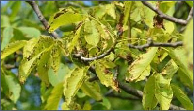 Walnussbaum Krankheit Bilder Symptome Diagnose und Behandlung