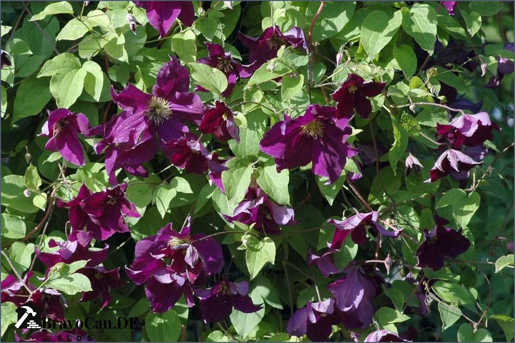 Clematis Im Frhjahr Pflanzen
