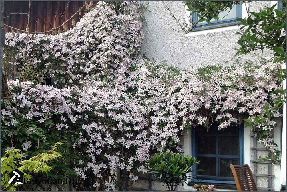 Clematis Im Frühjahr Pflanzen