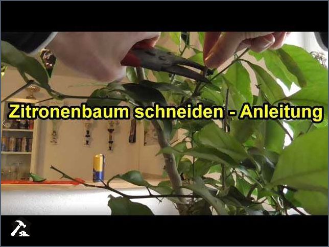 Wann einen Zitronenbaum schneiden Tipps und Anleitung Wann einen Zitronenbaum schneiden Tipps und Anleitung