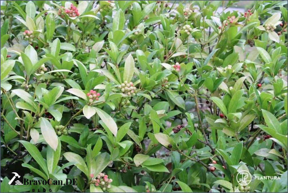 Wann Hecke pflanzen Der richtige Zeitpunkt für das Anlegen einer Hecke