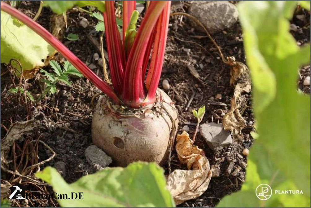 Wann ist Rote Beete reif Tipps zur Ernte und Lagerung Wann ist Rote Beete reif Tipps zur Ernte und Lagerung