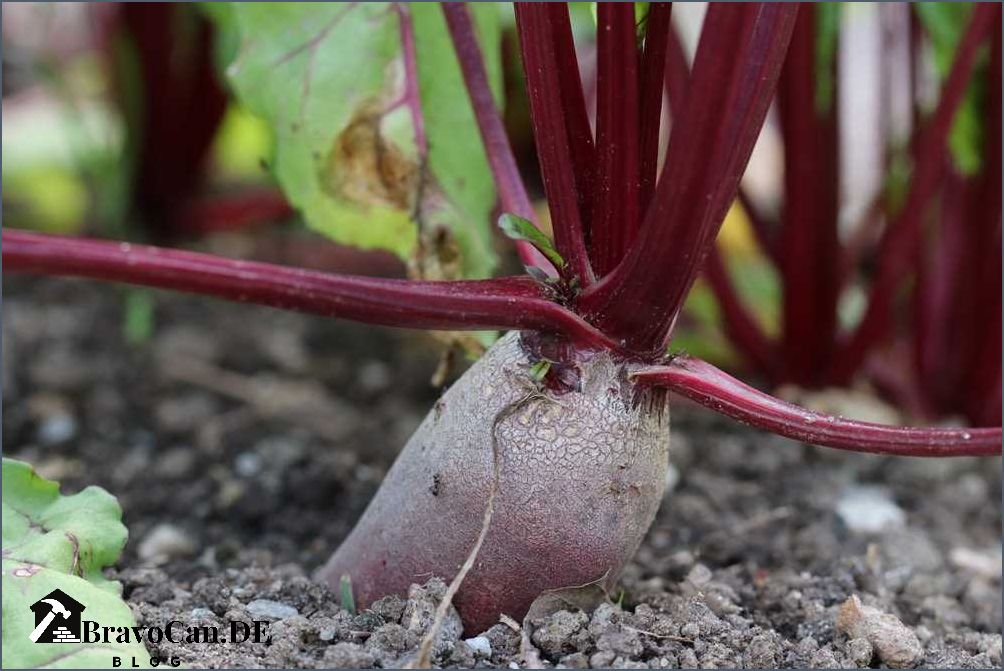 Wann ist Rote Beete reif Tipps zur Ernte und Lagerung Wann ist Rote Beete reif Tipps zur Ernte und Lagerung