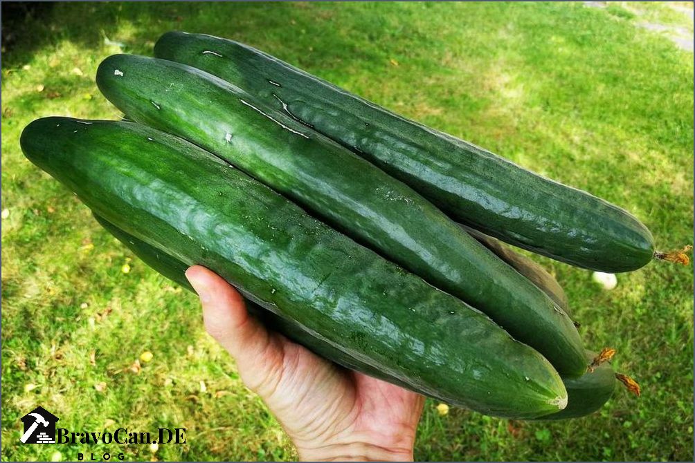 Wann kann man Gurken ernten Tipps und Tricks für die optimale Ernte