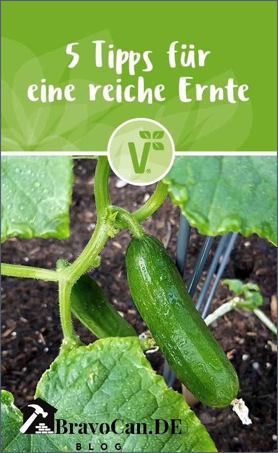 Wann kann man Gurken ernten Tipps und Tricks für die optimale Ernte