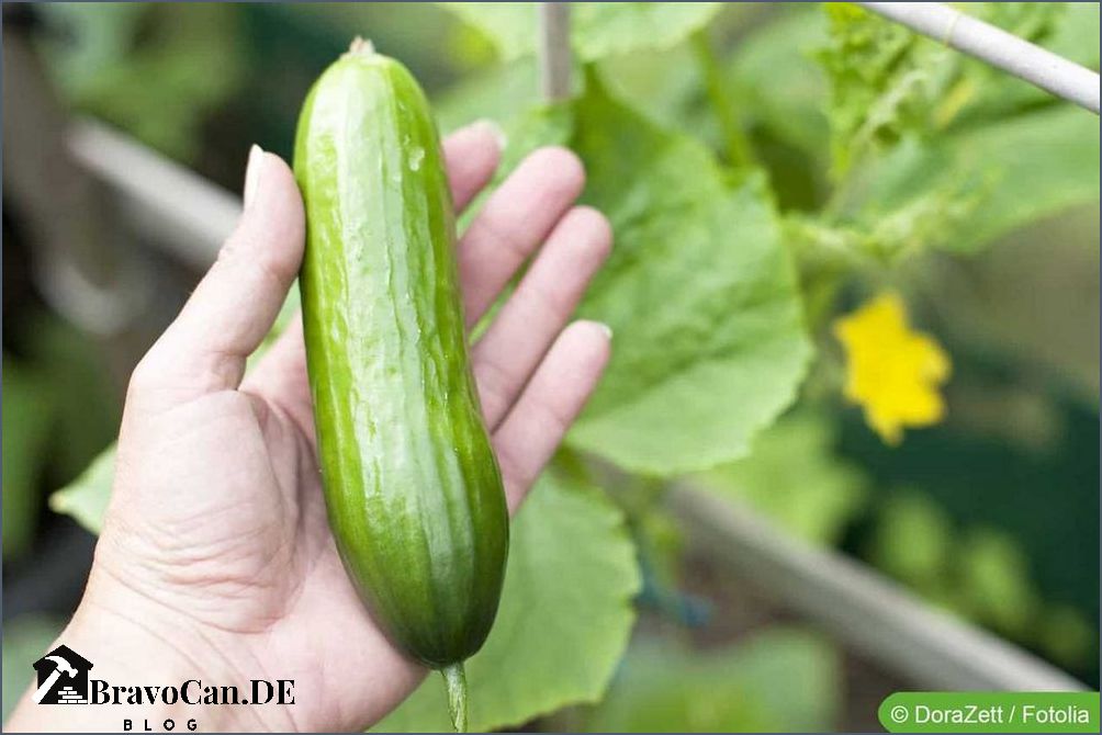 Wann kann man Gurken ernten Tipps und Tricks für die optimale Ernte