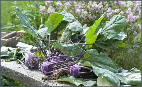 Wann kohlrabi ernten Tipps und Tricks für die richtige Erntezeit Wann kohlrabi ernten Tipps und Tricks für die richtige Erntezeit
