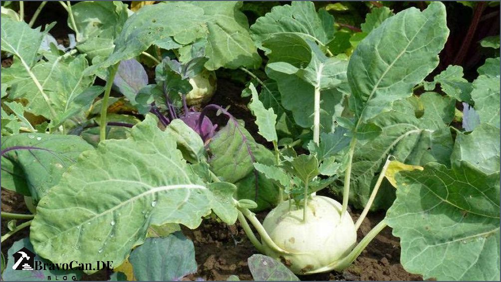 Wann kohlrabi ernten Tipps und Tricks für die richtige Erntezeit Wann kohlrabi ernten Tipps und Tricks für die richtige Erntezeit