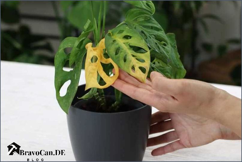 Wann Monstera umtopfen Der richtige Zeitpunkt und die besten Tipps