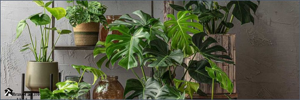 Wann Monstera umtopfen Der richtige Zeitpunkt und die besten Tipps