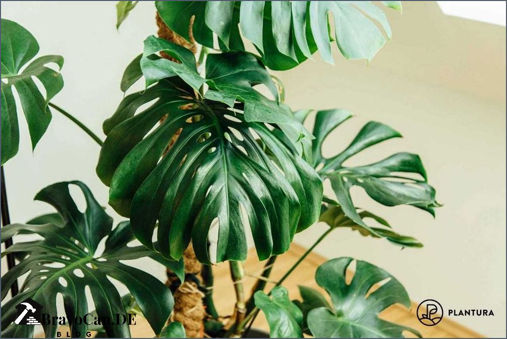 Wann Monstera umtopfen Der richtige Zeitpunkt und die besten Tipps