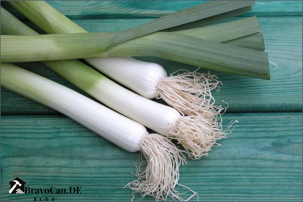 Wann Porree ernten Tipps und Tricks für die richtige Erntezeit Wann Porree ernten Tipps und Tricks für die richtige Erntezeit