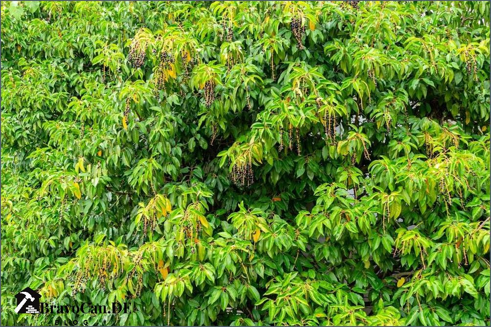 Wann Portugiesischen Kirschlorbeer schneiden Tipps und Anleitung Wann Portugiesischen Kirschlorbeer schneiden Tipps und Anleitung