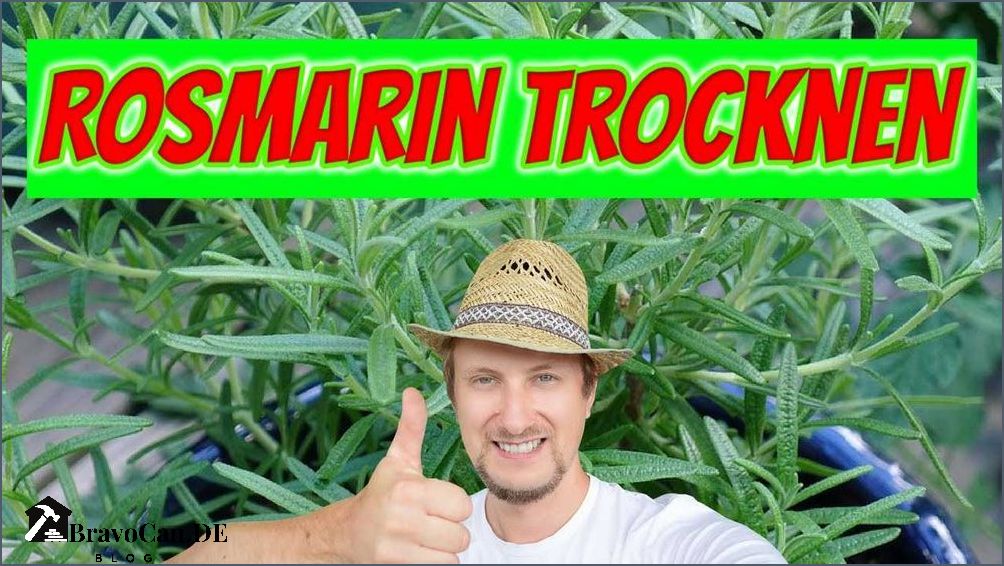 Wann schneidet man Rosmarin - Tipps und Tricks für den richtigen Schnitt