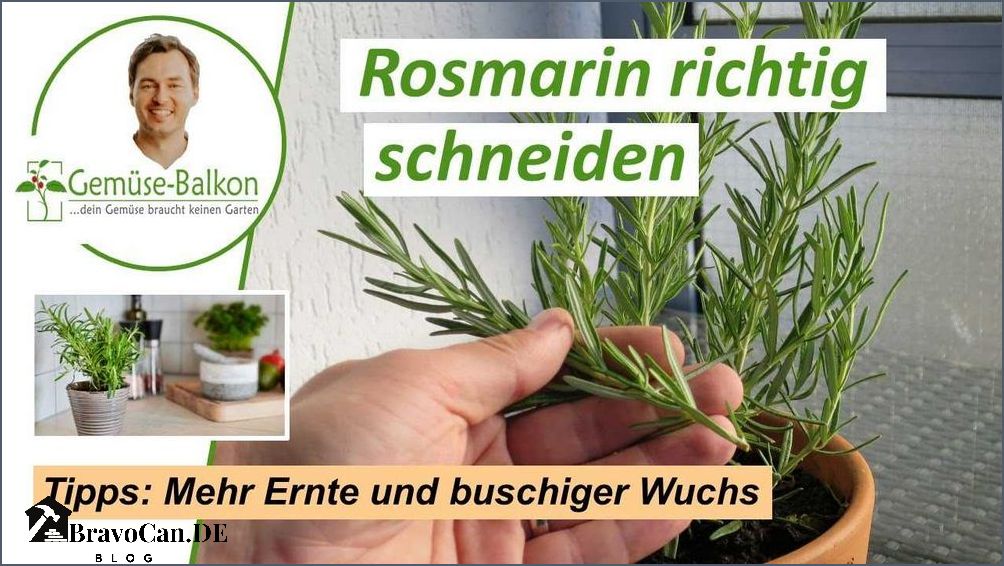 Wann schneidet man Rosmarin - Tipps und Tricks für den richtigen Schnitt