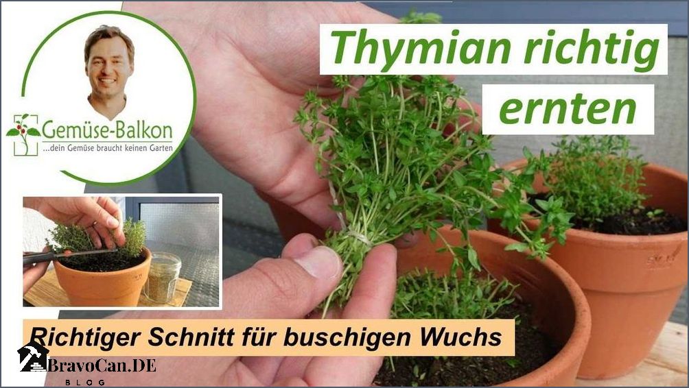 Wann schneidet man Rosmarin - Tipps und Tricks für den richtigen Schnitt