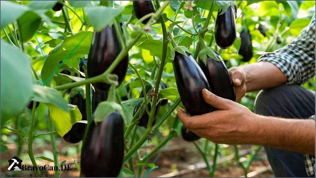 Wann sind Auberginen reif Alles was Sie über die Ernte von Auberginen wissen müssen Wann sind Auberginen reif Alles was Sie über die Ernte von Auberginen wissen müssen
