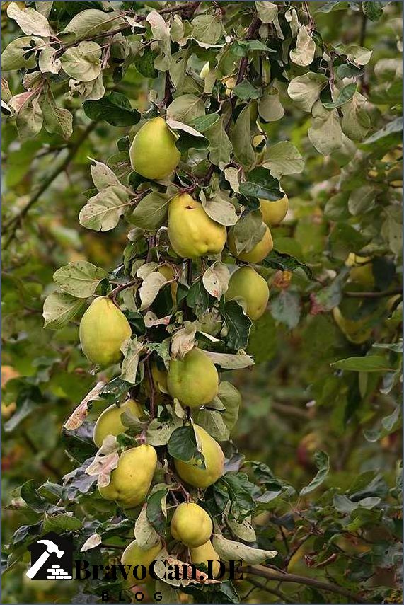 Wann sind Quitten reif Tipps zur Erntezeit und Lagerung Wann sind Quitten reif Tipps zur Erntezeit und Lagerung