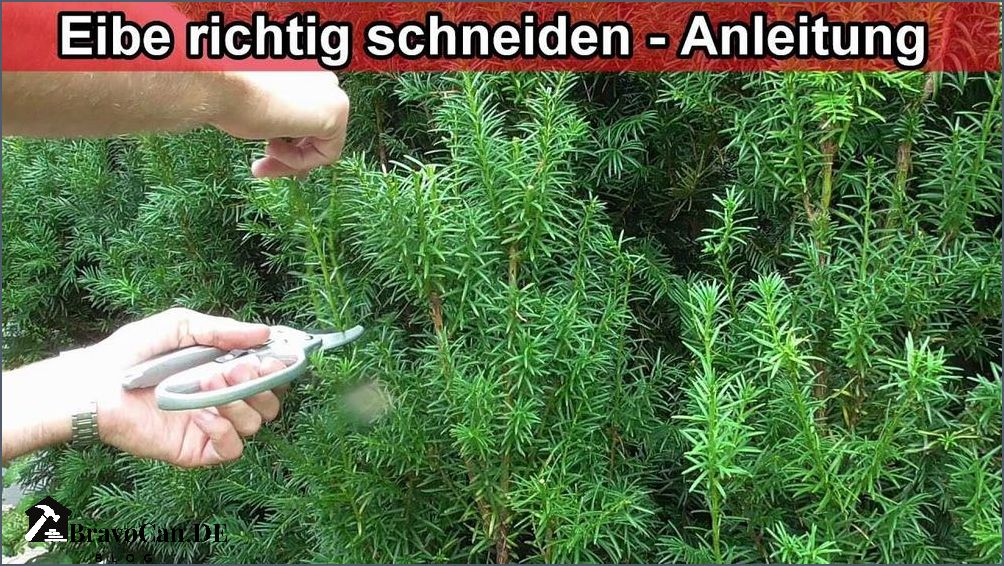 Wann sollte man Eiben schneiden - Tipps und Anleitungen