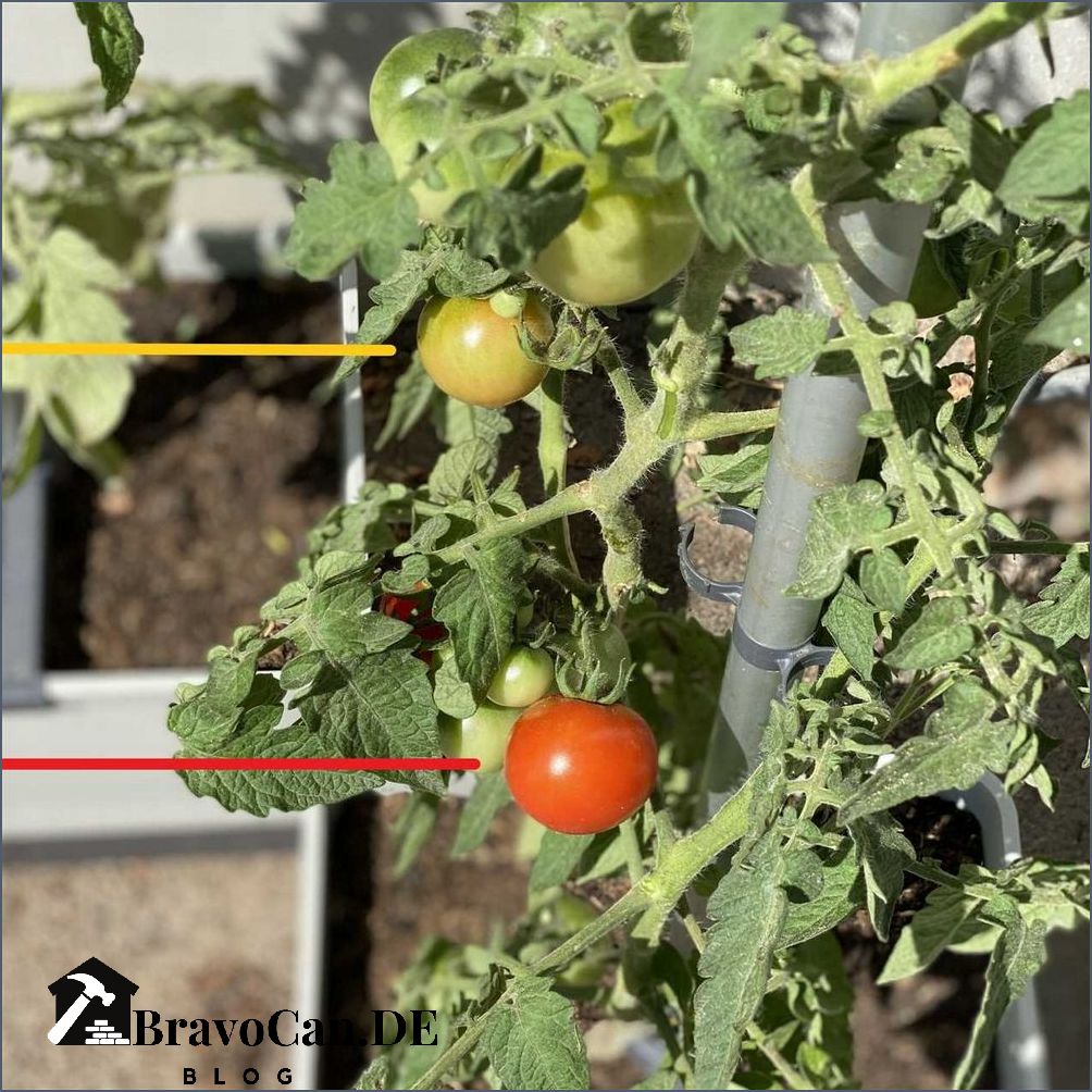 Wann Tomaten ernten Tipps und Tricks für die richtige Erntezeit