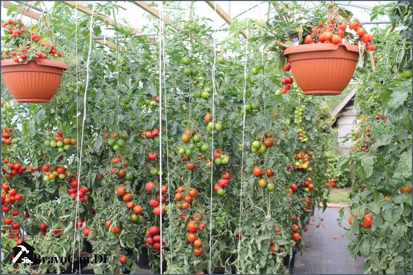 Wann Tomaten ins Gewächshaus pflanzen - Der richtige Zeitpunkt Wann Tomaten ins Gewächshaus pflanzen - Der richtige Zeitpunkt