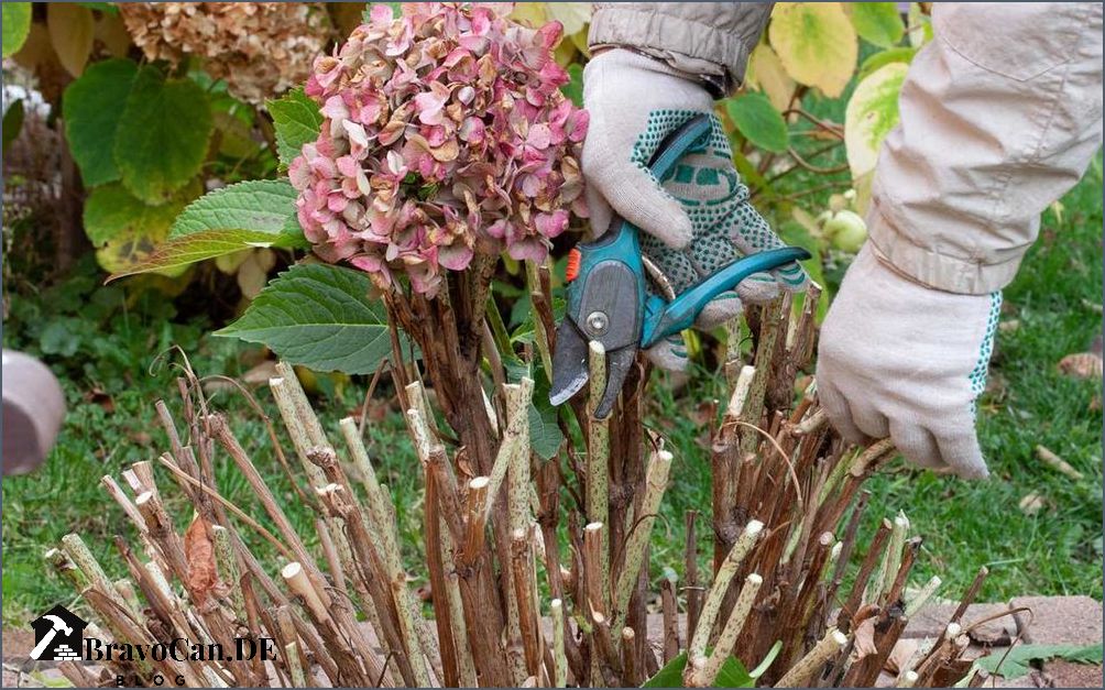 Wann treibt Hortensie aus - Alles was Sie wissen müssen