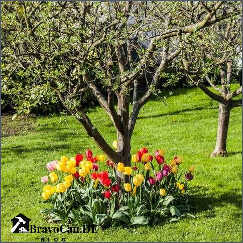 Wann Tulpenzwiebeln stecken Die besten Zeiten für das Pflanzen von Tulpenzwiebeln