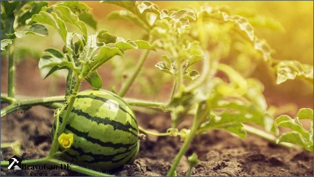 Wann Wassermelone ernten Tipps und Tricks für die perfekte Ernte Wann Wassermelone ernten Tipps und Tricks für die perfekte Ernte