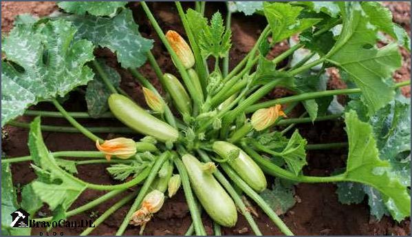 Wann Zucchini ins Freiland pflanzen Der richtige Zeitpunkt für den Anbau Wann Zucchini ins Freiland pflanzen Der richtige Zeitpunkt für den Anbau