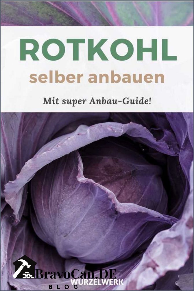 Warum bildet Rotkohl keinen Kopf Erfahren Sie hier die Gründe Warum bildet Rotkohl keinen Kopf Erfahren Sie hier die Gründe