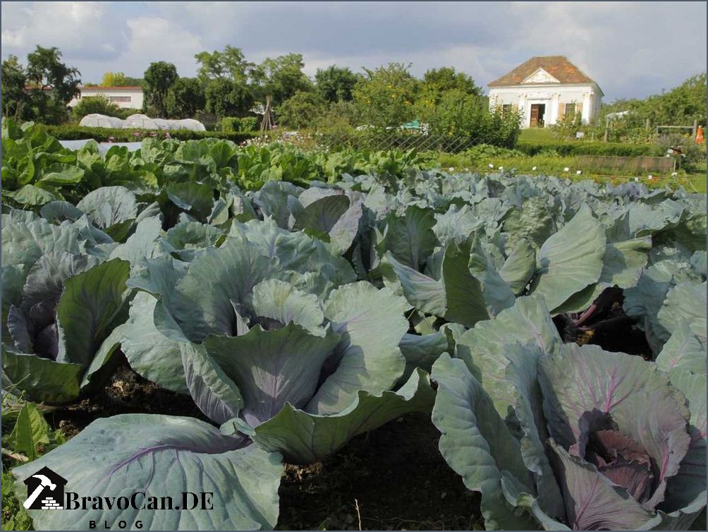 Warum bildet Rotkohl keinen Kopf Erfahren Sie hier die Gründe Warum bildet Rotkohl keinen Kopf Erfahren Sie hier die Gründe