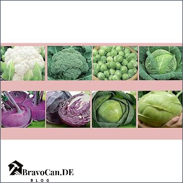Warum bildet Rotkohl keinen Kopf Erfahren Sie hier die Gründe Warum bildet Rotkohl keinen Kopf Erfahren Sie hier die Gründe