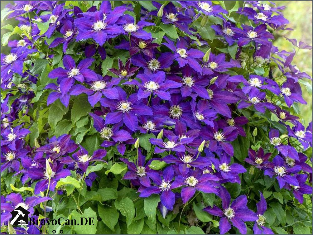 Warum blüht Clematis nicht Tipps und Tricks für eine erfolgreiche Blüte