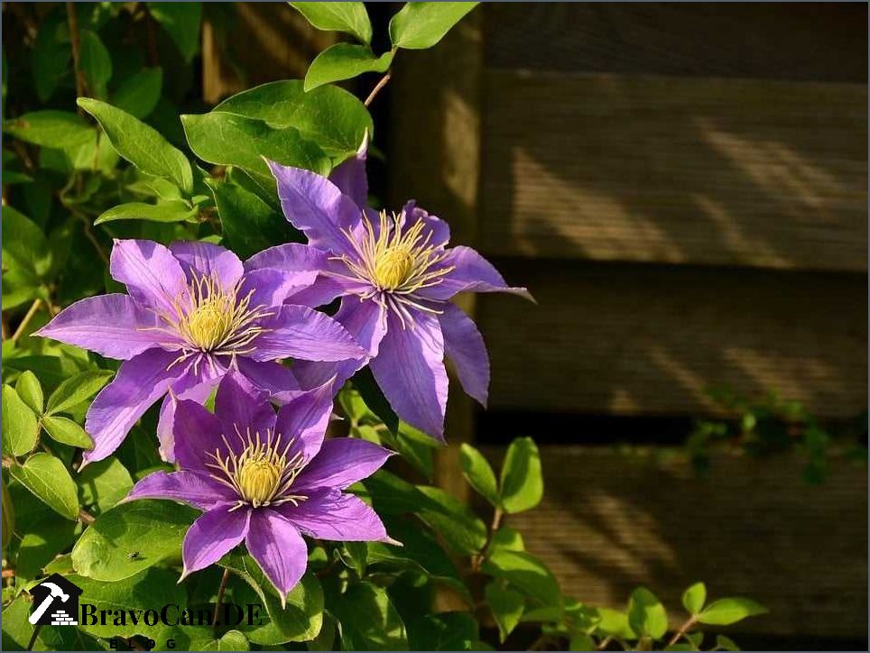 Warum blüht Clematis nicht Tipps und Tricks für eine erfolgreiche Blüte