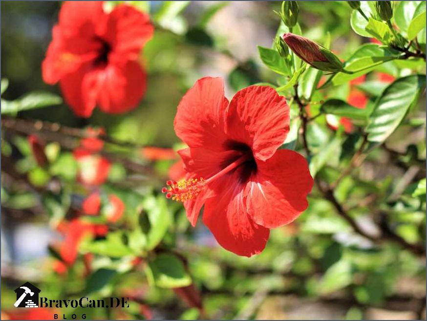 Warum blüht der Hibiskus nicht Tipps zur Pflege und Lösungen für Probleme