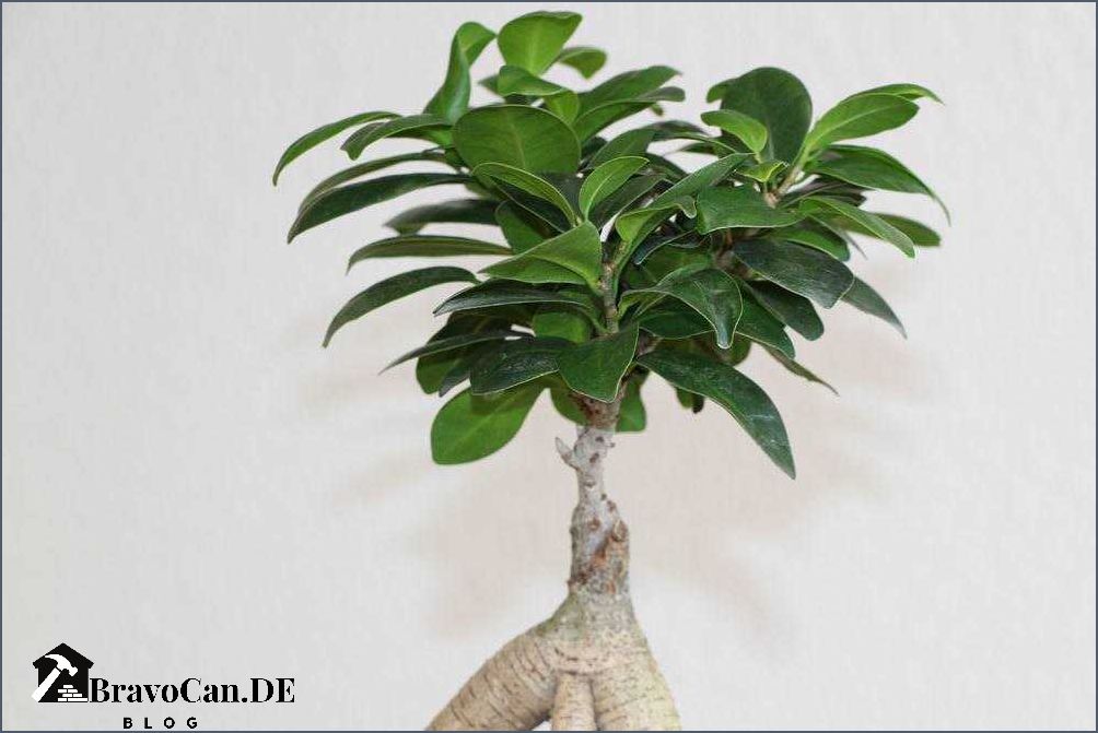 Ficus Ginseng Verliert Blatter 1