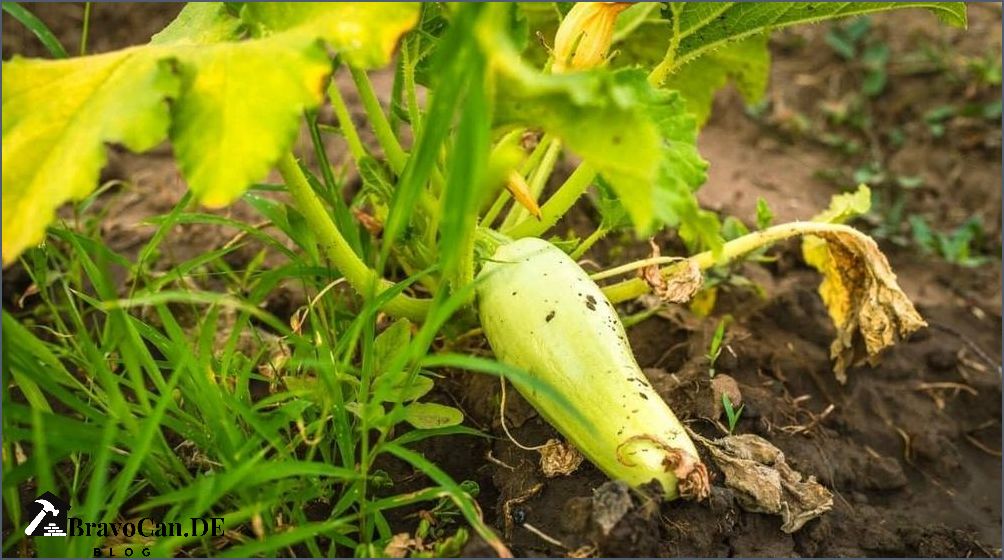 Warum wachsen Zucchini nicht Tipps zur Pflege und Lösungen für das Problem Warum wachsen Zucchini nicht Tipps zur Pflege und Lösungen für das Problem