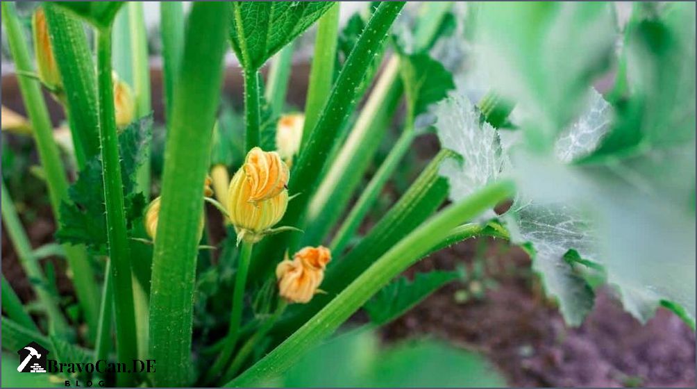 Warum wachsen Zucchini nicht Tipps zur Pflege und Lösungen für das Problem Warum wachsen Zucchini nicht Tipps zur Pflege und Lösungen für das Problem