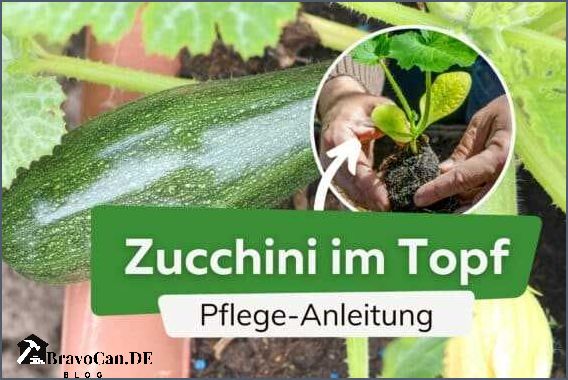 Warum wachsen Zucchini nicht Tipps zur Pflege und Lösungen für das Problem Warum wachsen Zucchini nicht Tipps zur Pflege und Lösungen für das Problem