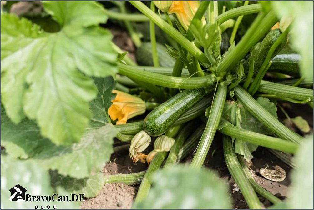 Warum wachsen Zucchini nicht Tipps zur Pflege und Lösungen für das Problem Warum wachsen Zucchini nicht Tipps zur Pflege und Lösungen für das Problem