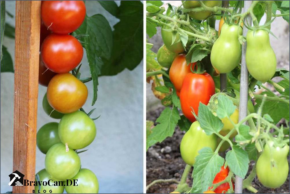 Warum werden Tomaten nicht rot Tipps zur Reifung von Tomaten