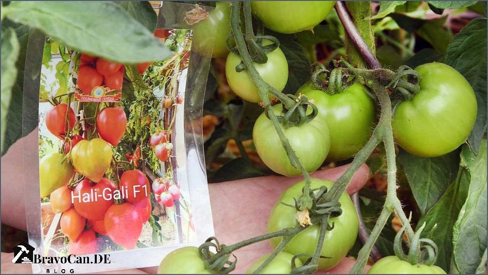 Warum werden Tomaten nicht rot Tipps zur Reifung von Tomaten
